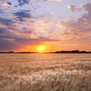 Wheat field in North Dakota